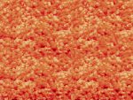767 HAMILTON 01 CORAL SAMPLE