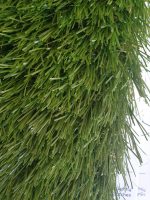 gazon easter rotated